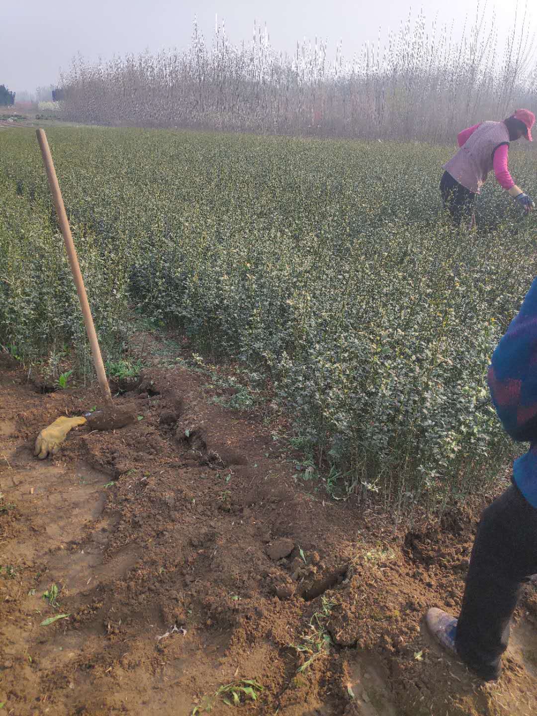 枸橘苗 枳壳苗 柑橘砧木苗 围墙篱笆 现挖现卖