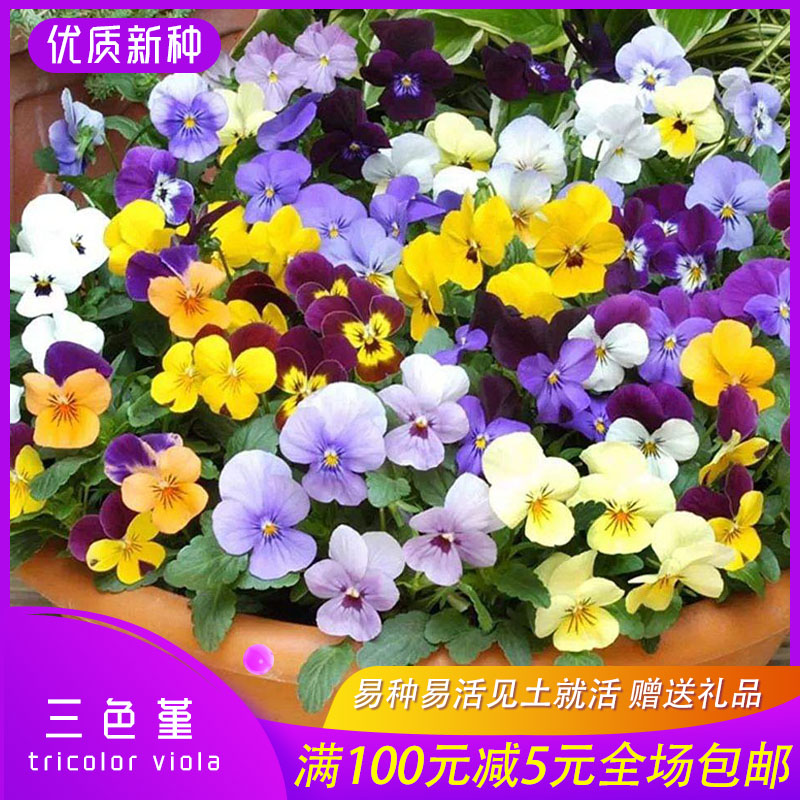 沭阳县三色堇种子猫脸花种子角堇种子包邮批发零售提供技术支持盆栽花坛