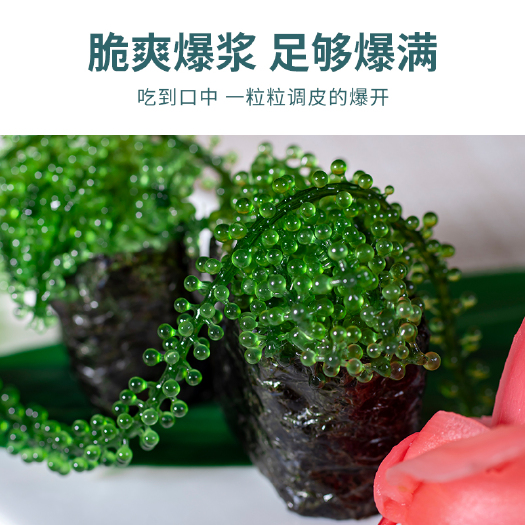 鲜活海葡萄 鲜货 非盐渍 日料食材 精选品