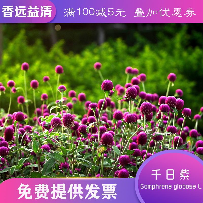 沭阳县千日红种子千日紫种子千日粉种子千日白种子包邮批发零售