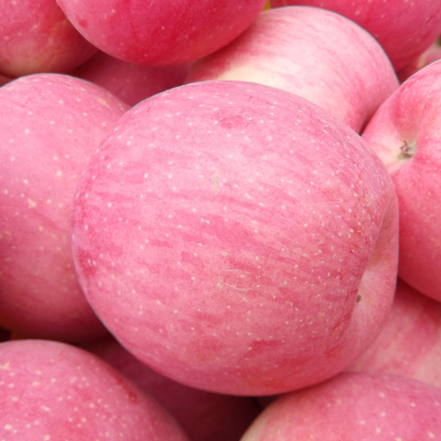  正宗洛川红富士苹果送货上门