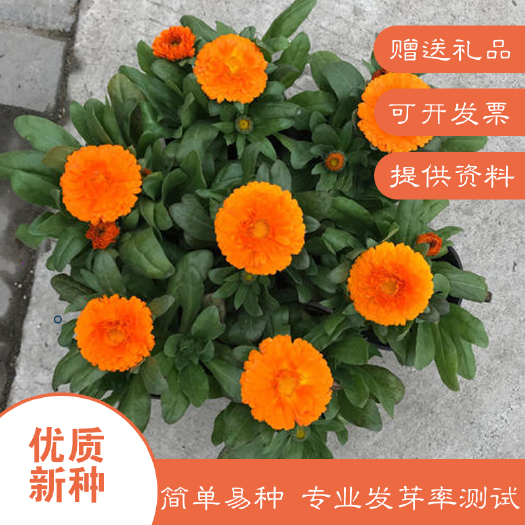 沭阳县金盏菊种子包邮耐寒技术支持花海公园护坡庭院阳台四季种植
