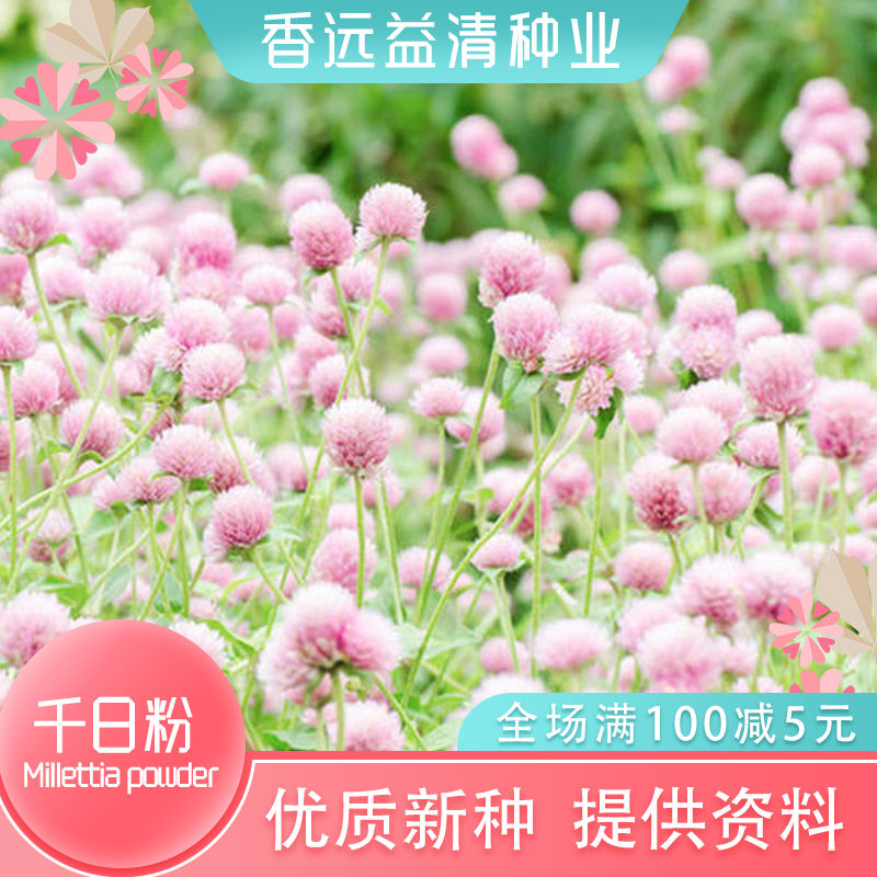 沭阳县千日红种子千日紫种子千日粉种子千日白种子包邮批发零售