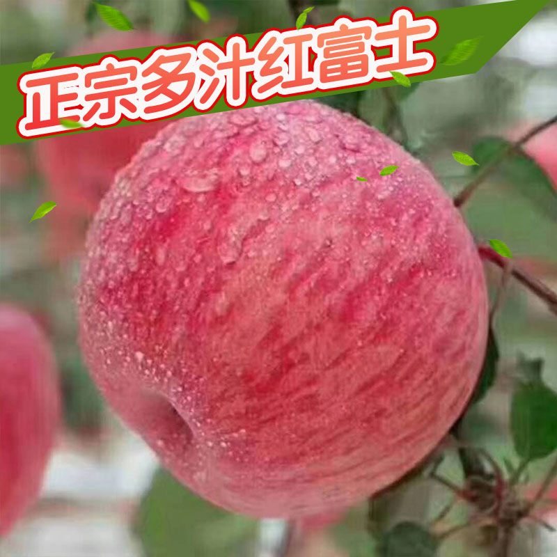  正宗洛川红富士苹果送货上门