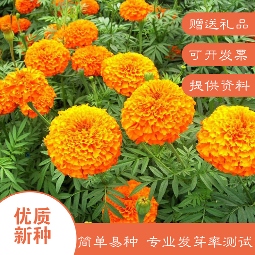 沭阳县万寿菊种子包邮大花花海公园护坡庭院阳台提供技术支持简单易种