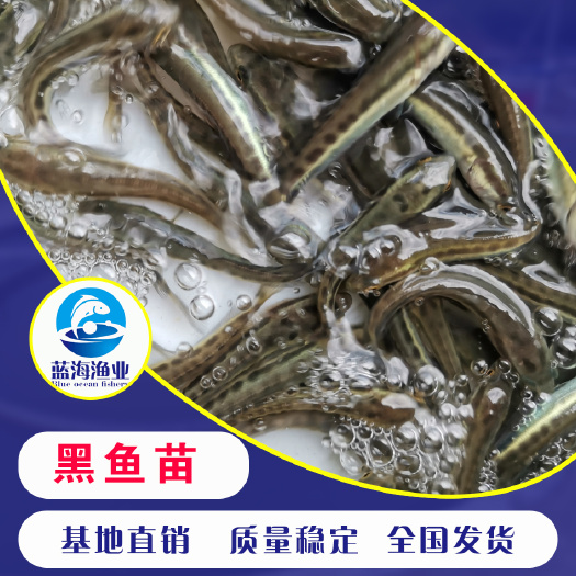 鹤山市乌鳢苗  苗场直销 杂交 生鱼苗 黑鱼苗 乌鱼苗 质量保证