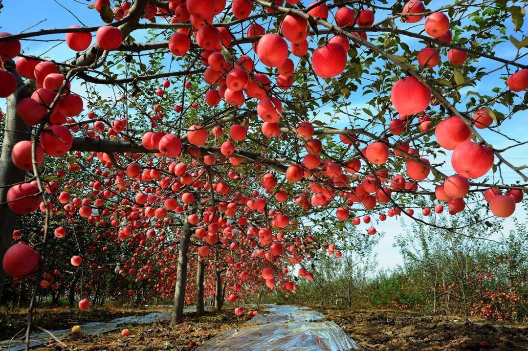 逢年過節送洛川紅富士蘋果禮品卡