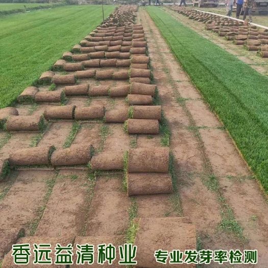 沭阳县高羊茅种子草坪种子包邮优质新种子提供种植技术资料