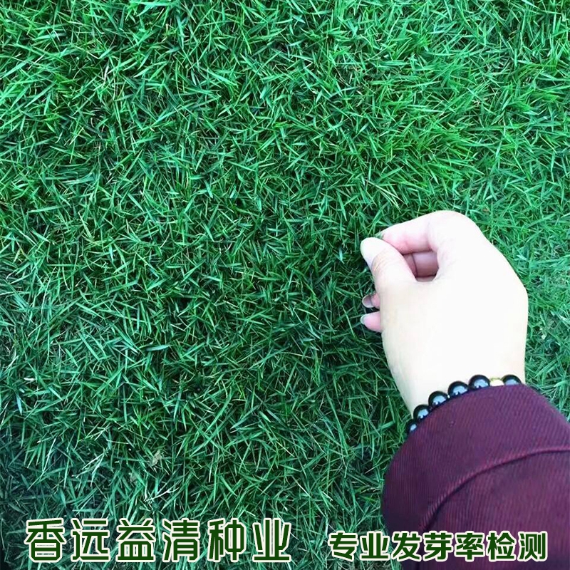 沭阳县狗牙根种子狗牙根新种子足球场公园别墅庭院耐高温批发包邮耐践踏