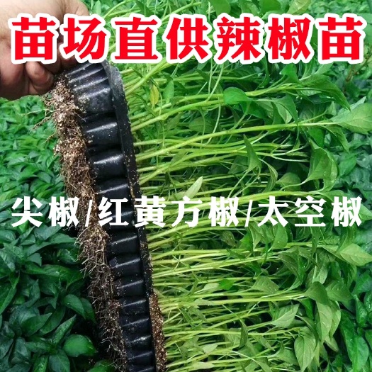 寿光市 辣椒苗尖椒红彩椒黄彩椒太空椒苗子常年供苗健康茁壮