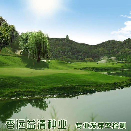 早熟禾种子原装耐修剪批发包邮草坪种子四季青种籽早熟禾种籽