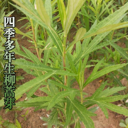 济南柳蒿种子  柳蒿苗柳蒿芽籽东北野生水蒿白蒿山野菜庭院盆栽四季易活植物