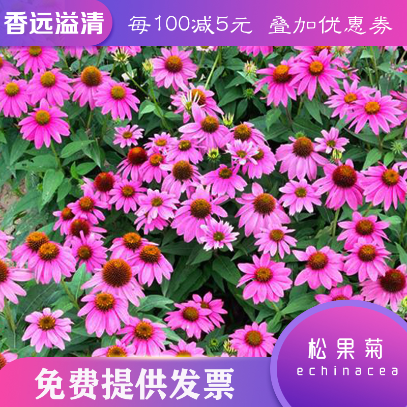 沭阳县松果菊种子松果菊新种子批发包邮提供种植技术花海公园道路庭院