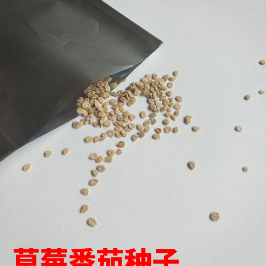 寿光市灵珠子红果草莓番茄 草莓番茄种子改良灵珠子大红色产量高品种