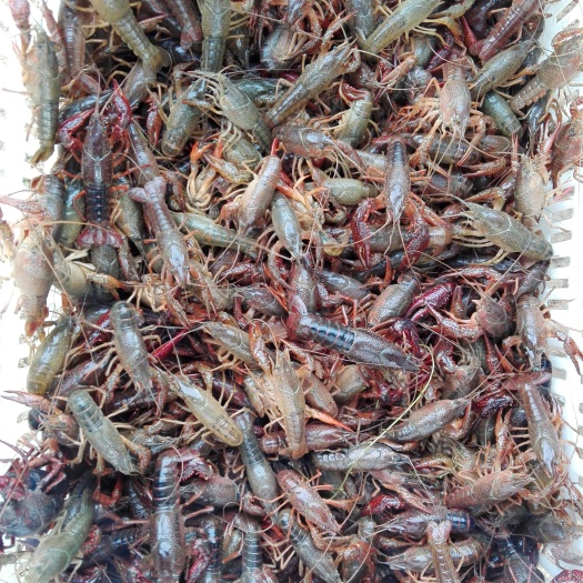 巢湖 巢湖聚丰源稻田清水小龙虾