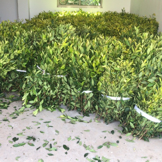 新昌县黄金芽茶苗 龙井早黄茶苗 龙井黄茶苗 黄金茶苗
