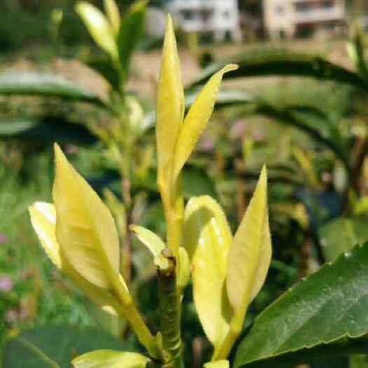 新昌县黄金芽茶苗  郁金香茶苗，郁金香茶叶苗，御金香茶苗