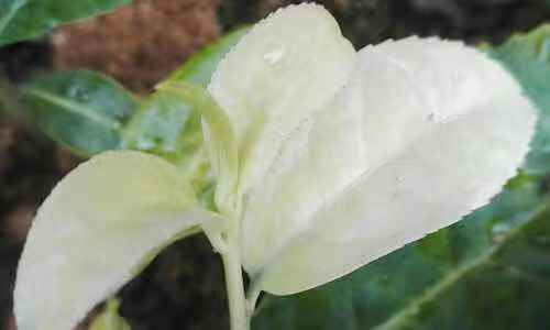新昌县奶白茶树苗  级白茶苗 新安4号茶苗 建德茶苗