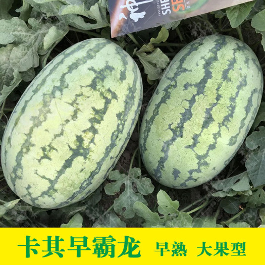青县 卡其早霸龙西瓜种子高产甜早熟田园四季播农科院大果抗裂西瓜种籽
