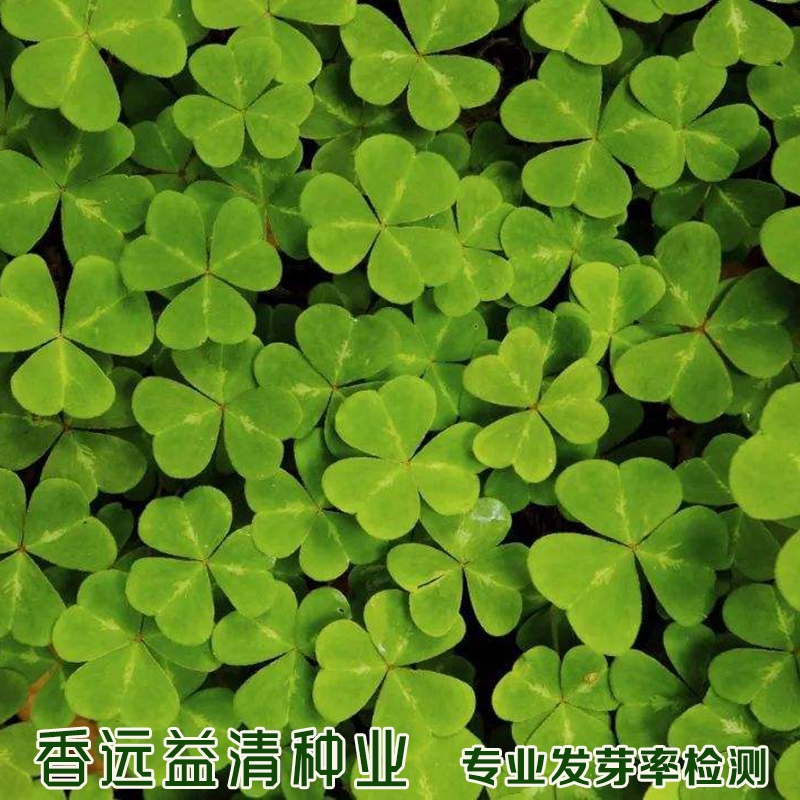 沭阳县三叶草种子  白三叶种子红三叶种子草坪种子绿肥种子包邮批发