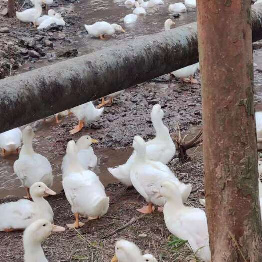 昆明 桂柳鸭苗 疫苗已打 全国发货 公母均有