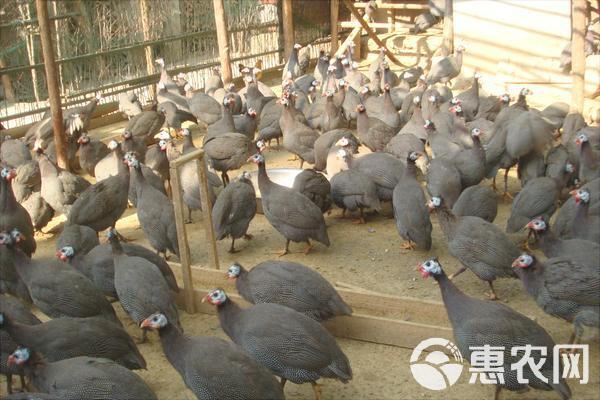 珍珠鸡苗  广州孵化场，出壳活体珍珠鸡种苗，打马利克全国发货