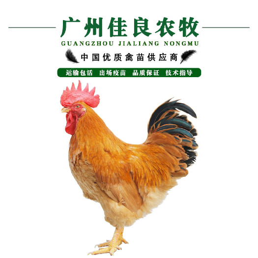 广州 大种黄花公鸡苗九斤黄快大黄出场包疫苗全国发货