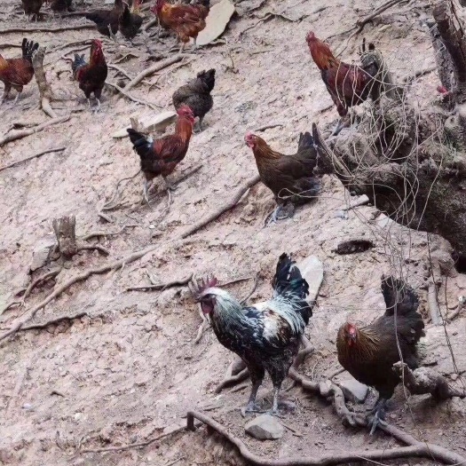 昆明 云南老品种乌骨土鸡苗马立克已打 全国发货 路损赔偿 厂家直销