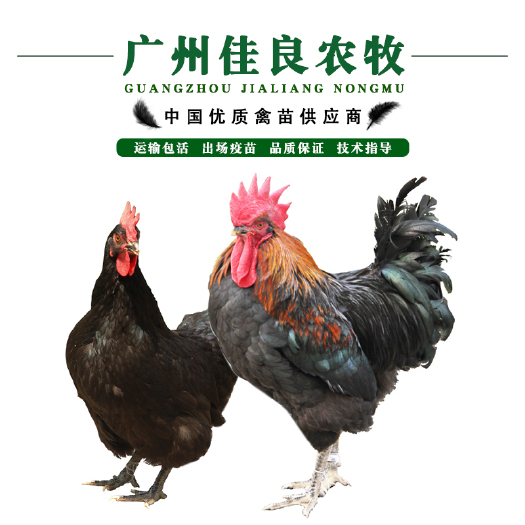广州 正宗温室天露黑五鸡苗 出壳苗 包疫苗 全国发货