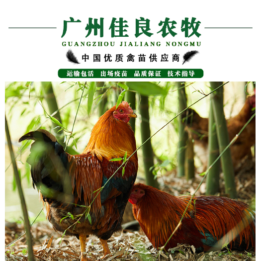 广州 清远麻鸡苗孵化场直供出壳苗包疫苗全国发货