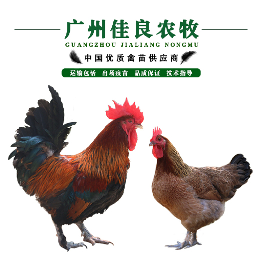 广州 热卖黑瑶鸡苗瑶鸡苗运输包疫苗全国发货