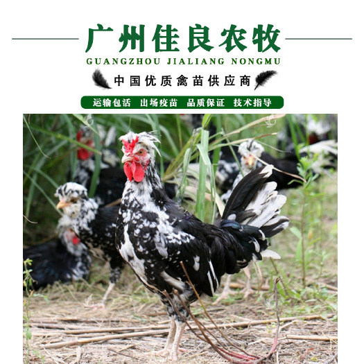 广州 贵妃鸡鸡苗苗大嫩口出厂包疫苗包运输存活全国发货