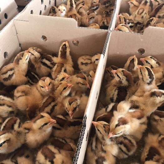 昆明 灵山土鸡 已打马立克 全国发货 有买有送