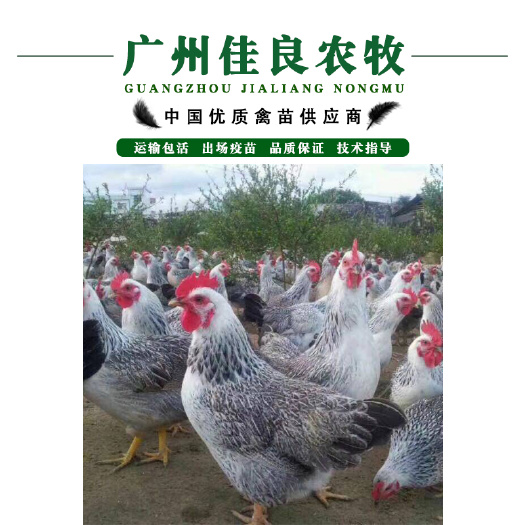 广州 热卖 正宗白芦花鸡苗 孵化场直供 包疫苗 全国发货