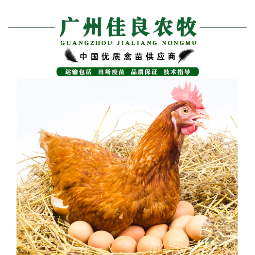 广州 海兰褐蛋鸡苗有现货 海兰褐蛋鸡苗价格 海兰褐蛋鸡苗 高产