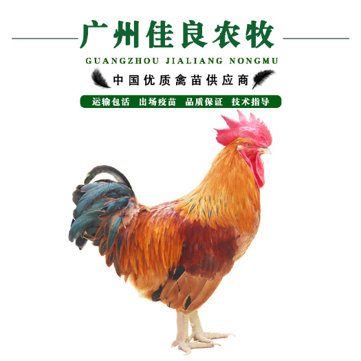 广州 新广901   麻黄  胡树强鸡苗出厂包疫苗全国发货