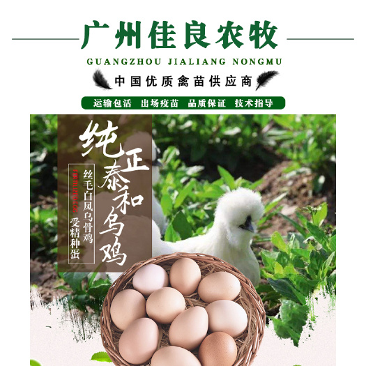广州乌骨鸡种蛋  正宗泰和乌鸡种蛋受精蛋可孵化种蛋一件起发全国包邮