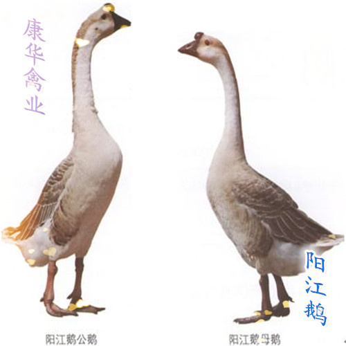 南宁阳江鹅苗  正品阳江鹅，包打疫苗，运输损耗包赔，全国发货！