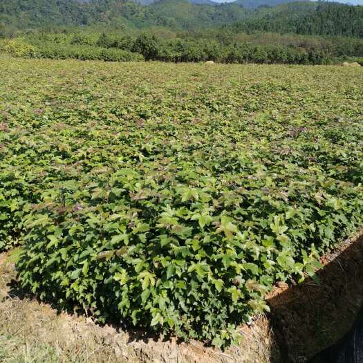 奉新县造林苗枫香 枫香杯苗批发价格、枫香袋苗批发基地、枫香杯苗价格表2020年