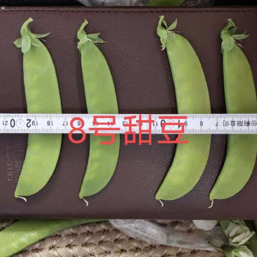 南宁荷兰豆种子 盛婉8号 早中熟 白花大荚 座荚高 出口、内销首