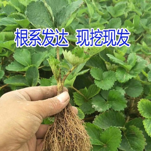 平邑县 红颜草莓苗章姬甜查理甜宝奶油法兰地牛奶宁玉随珠妙香四季脱毒苗