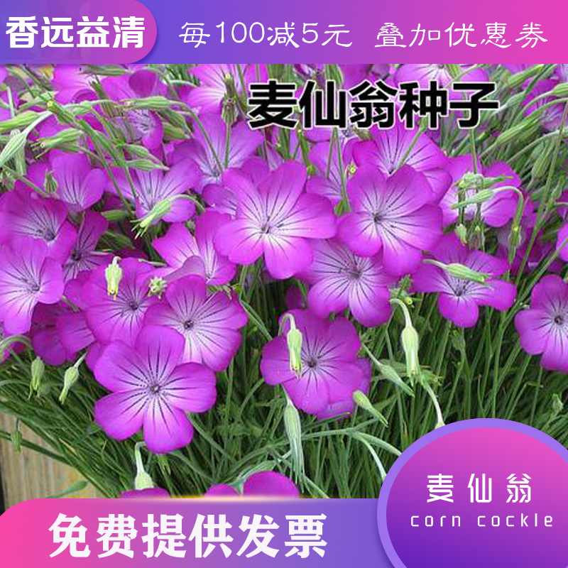 沭阳县麦仙翁种子麦仙翁新种子包邮批发