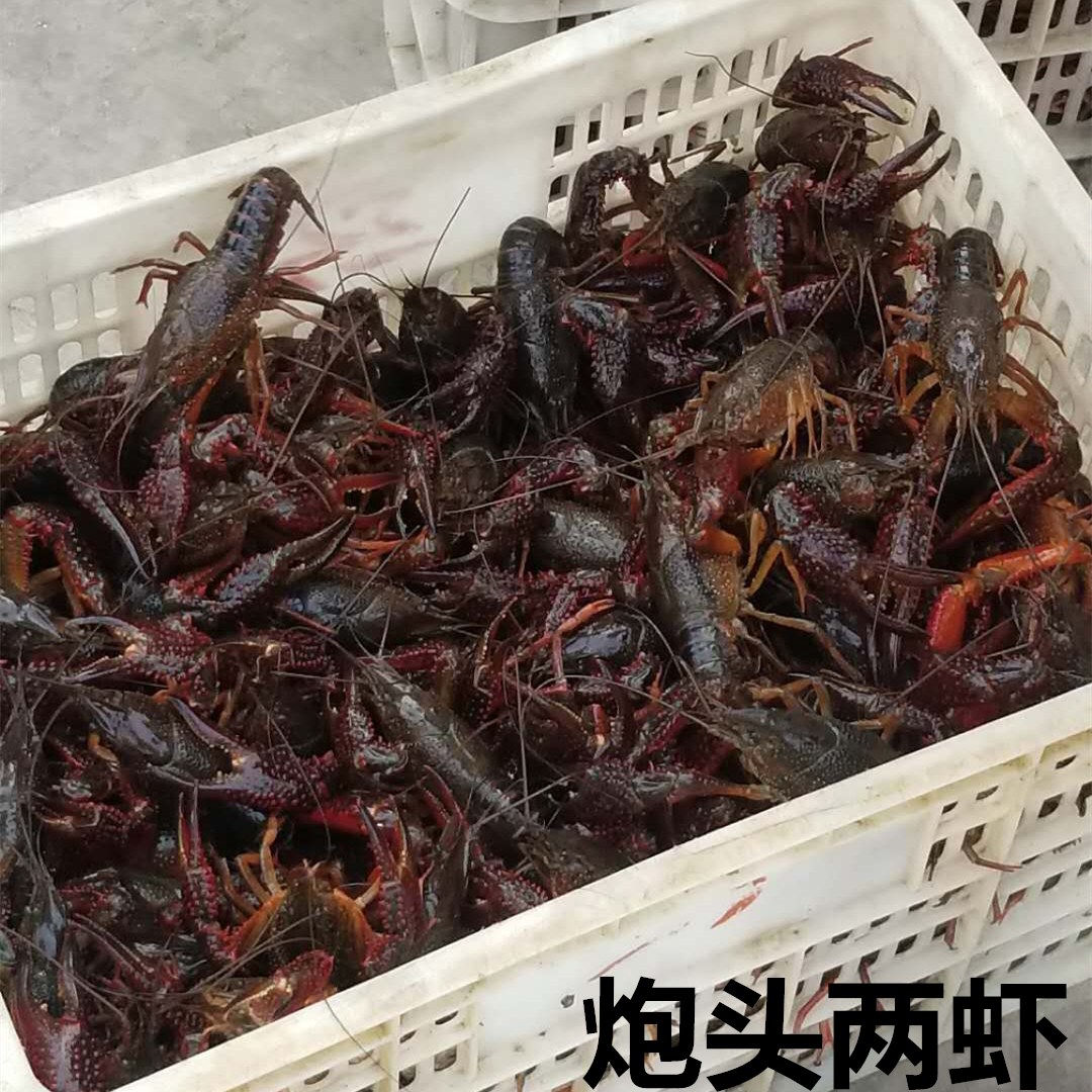 优质小龙虾湖北潜江小龙虾清水虾小青中青大青鲜活包邮干净