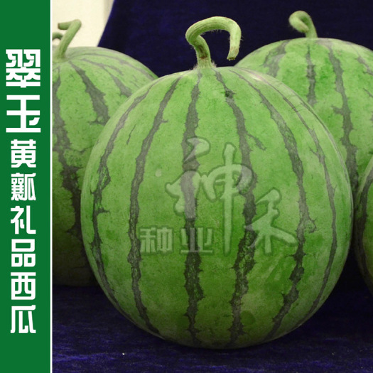 青县 蔬菜西瓜种子花皮黄肉黄瓤西瓜种翠玉礼品西瓜种子四季阳台盆栽庭