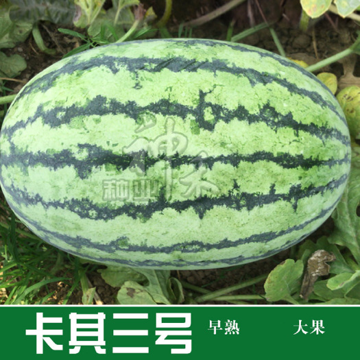 青县 蔬菜种子卡其三号西瓜种子花皮大果型早熟耐旱四季阳台盆栽