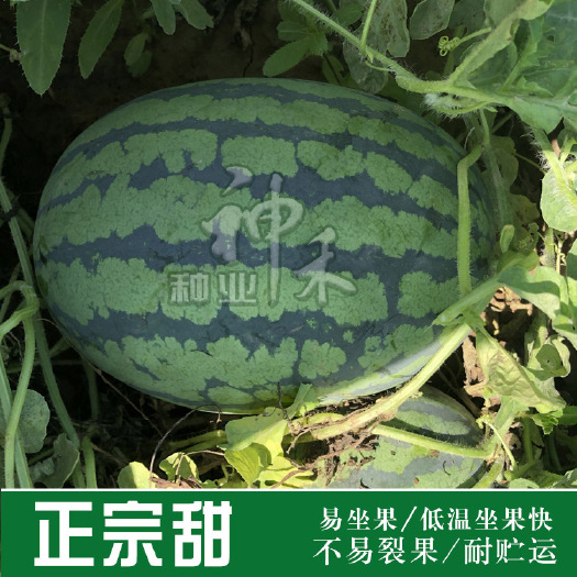 青县 蔬菜种子正宗甜王高圆型西瓜种子大红瓤高产四季阳台盆栽阳台