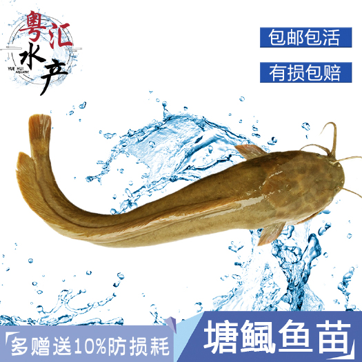 广州 本地塘鲺鱼苗活体塘角鱼鲜活放生鱼鲶鱼埃及苗土塘鲺活鱼苗