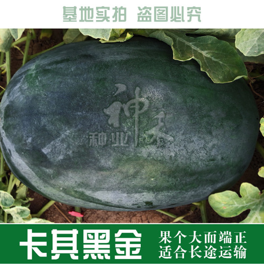 青县 蔬菜种子卡其黑金西瓜种子纯黑皮西瓜种子耐重茬四季阳台盆栽