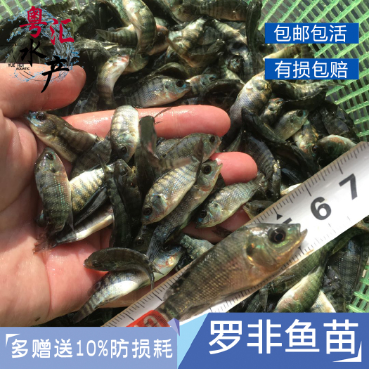 广州 罗非鱼苗非洲鲫鱼福寿鱼活体淡水养殖大型饲料观赏鱼新吉富奥罗尼