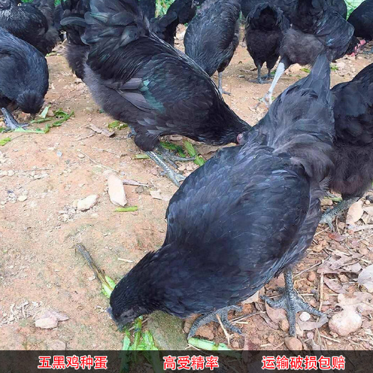 太康县 五黑鸡鸡苗五黑鸡苗绿壳蛋鸡苗五黑一绿鸡苗小鸡苗脱温蛋小鸡活苗